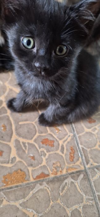 Котята добрые веселые и игривые