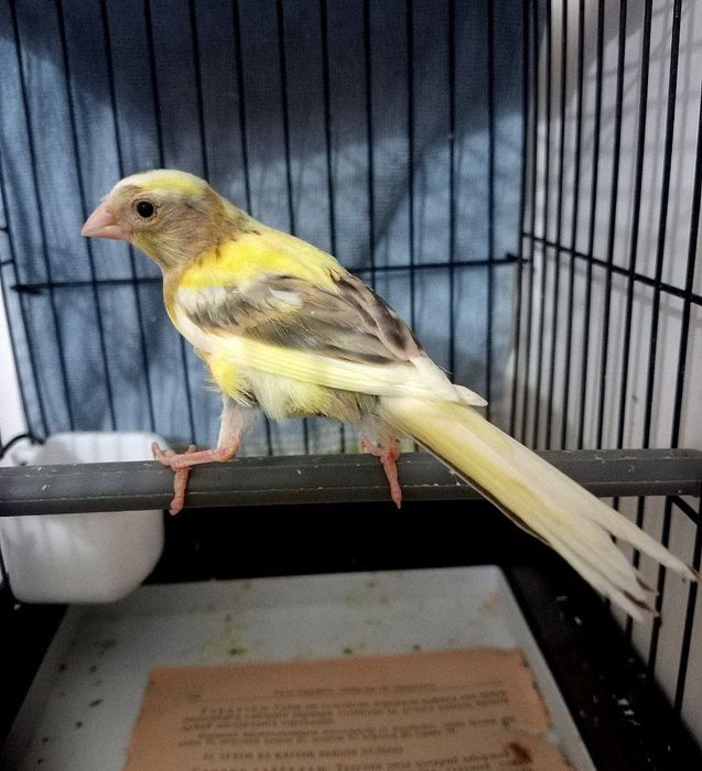 Kanareka avle maladoy sotiladi