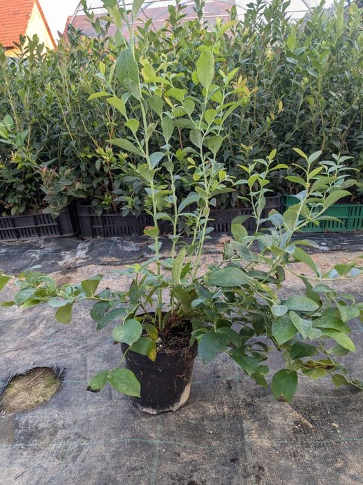 Puiet Afin Reka butași