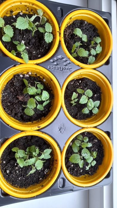 Продам рассаду мелиссы