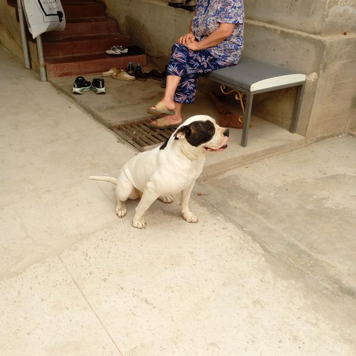 Продается американский бульдог