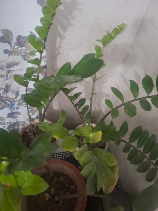 Продам денежное дерево