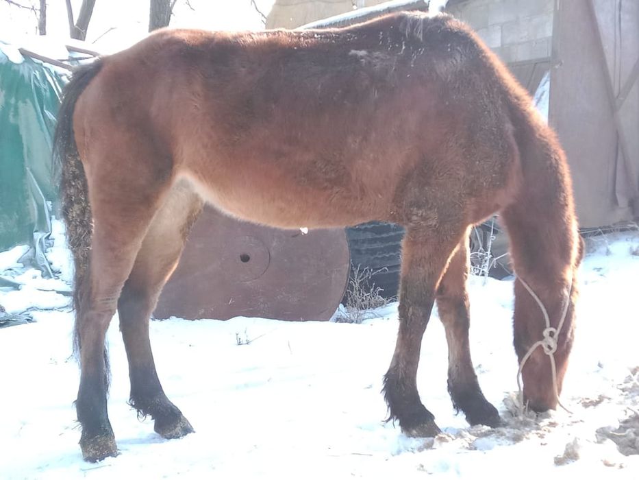 Продам кобылу жеребую полукровка