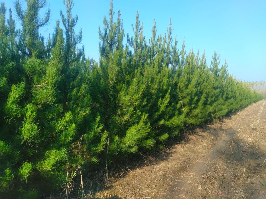 Сасна 0.5 метрдан 4 метргача