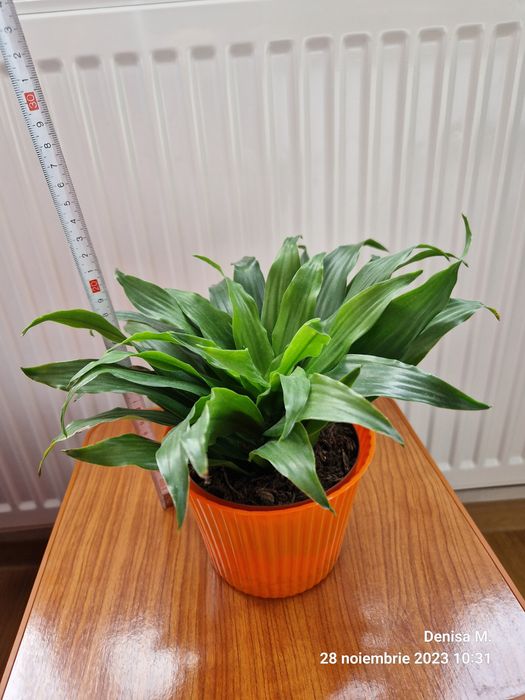 Plante verzi Dracaena