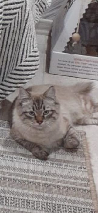 Кастрированный  кот бесплатно