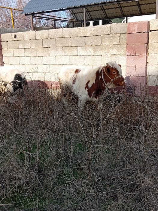 Продам быков породистых