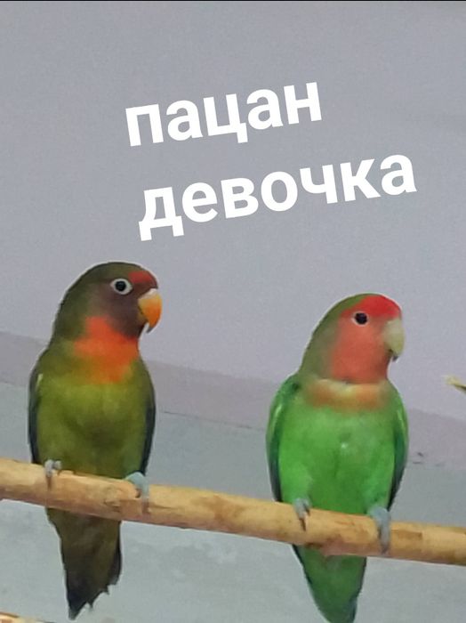 Неразлучники розовощекие