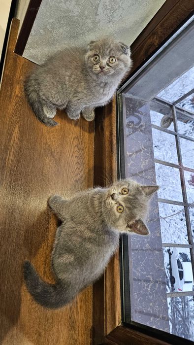scottish fold Котята