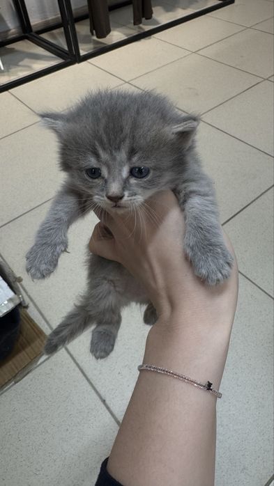 Отдам в добрые руки котят
