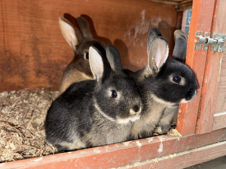 Iepuri netherland dwarf pitici