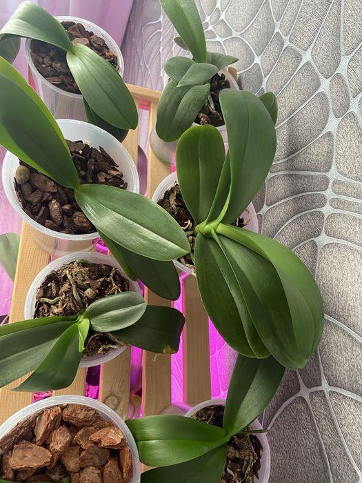 Продам  цветы Орхидеи