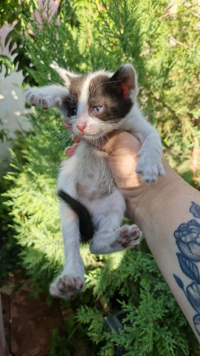 Котята трое бесплатно в добрые руки