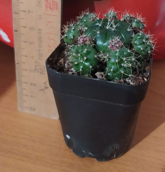 Кактус продается