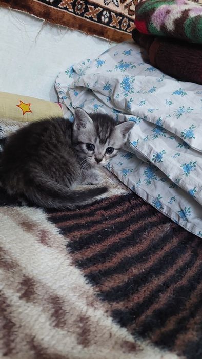 Британские котята.г. Шымкент