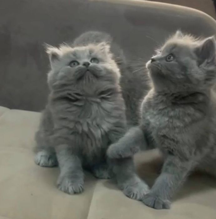 Шотландские котята кудрявые чистокровные