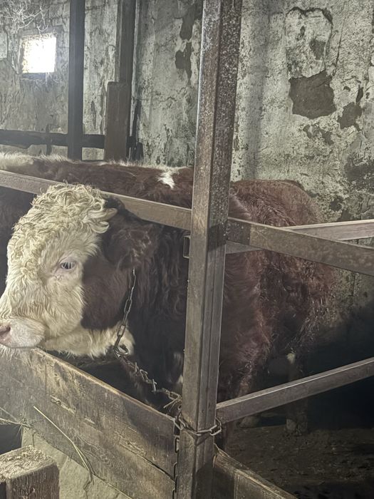 Бычки на племя акбас, ангус