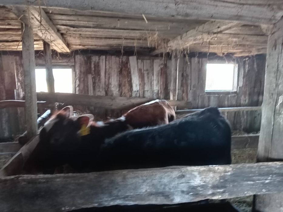 Продам телят ...