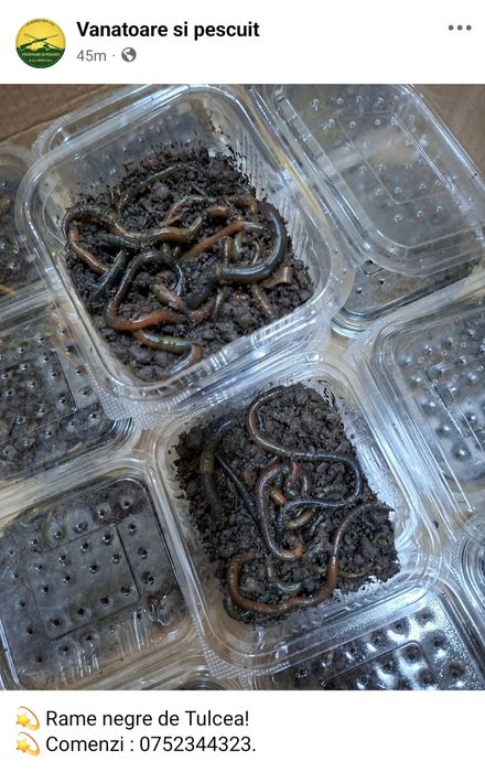 Rame negre de Tulcea - in Resita - pescuit somn