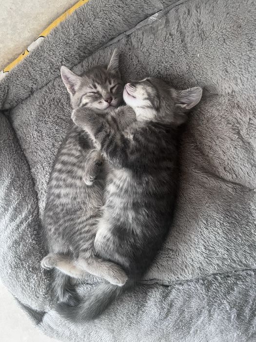 Котята британцы добрые руки