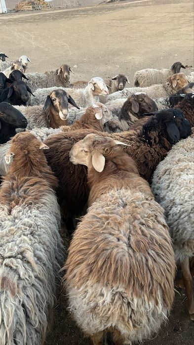 Бараны 70 голов