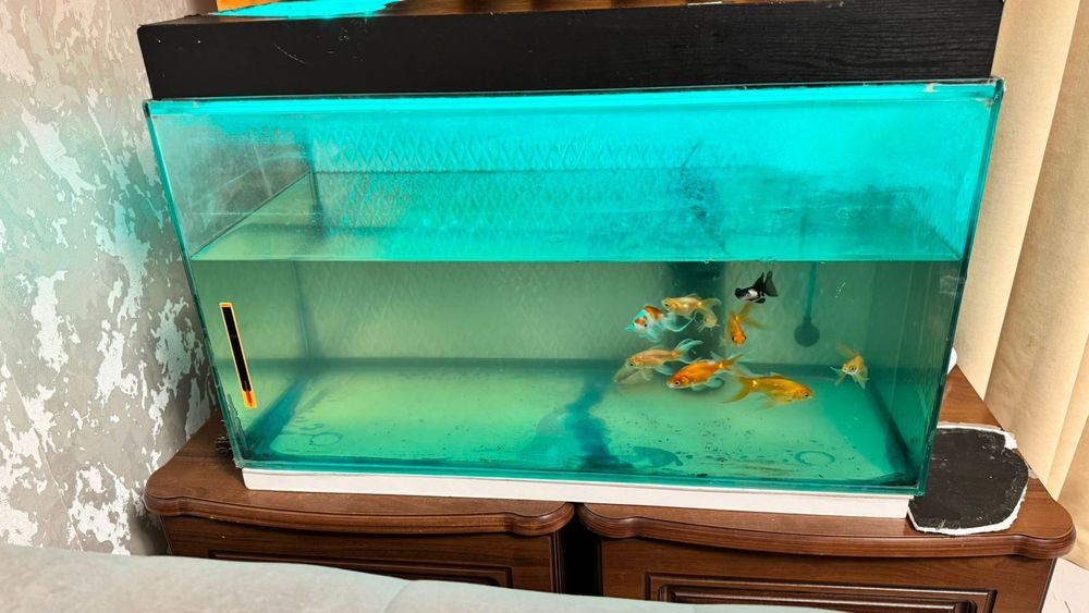 Золотые рыбки большие