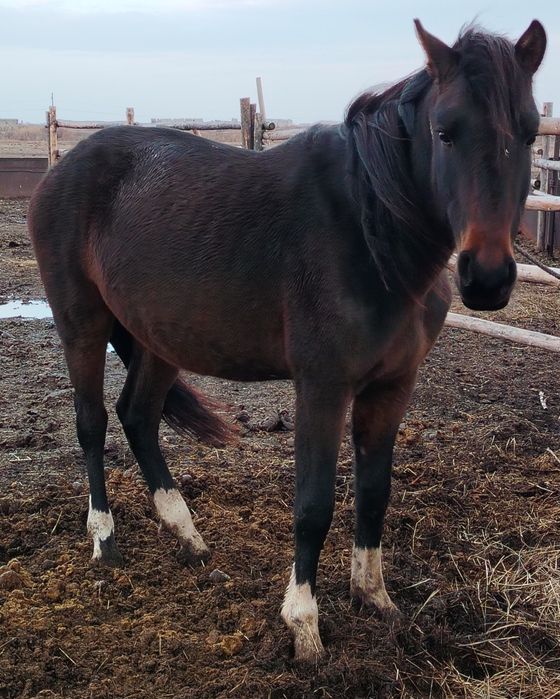 Продам жеребца 3 года