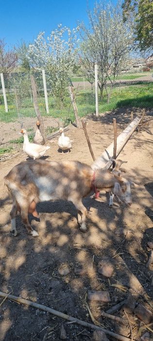 Capra cu 2 iezi bună de lapte