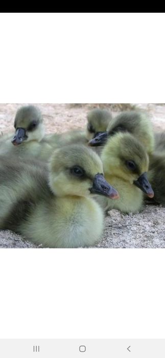 G'oz jo'jalari sotuvda