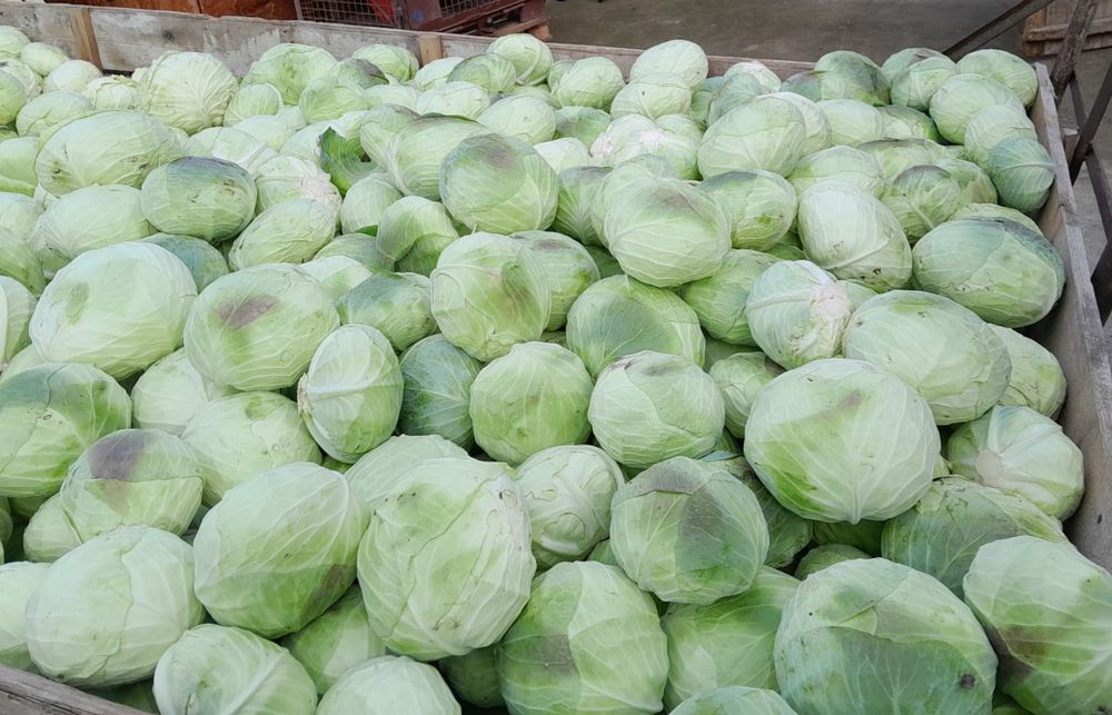 Vand varza de toamna