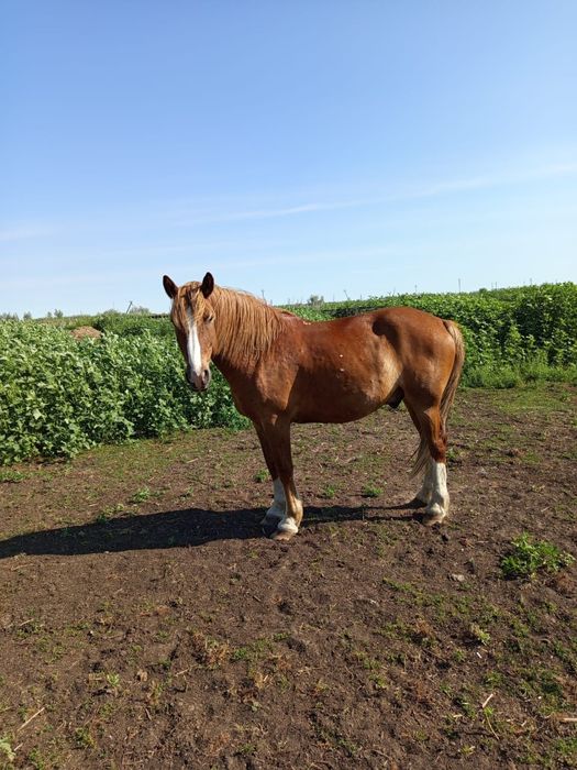 Продам Лошадь ( Мерин) 5 летка