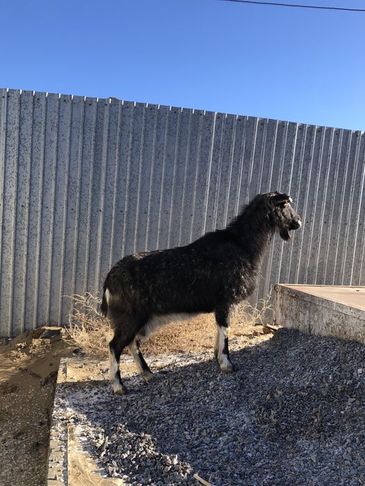 Занен/Альпы буаз ешкі сатылады
