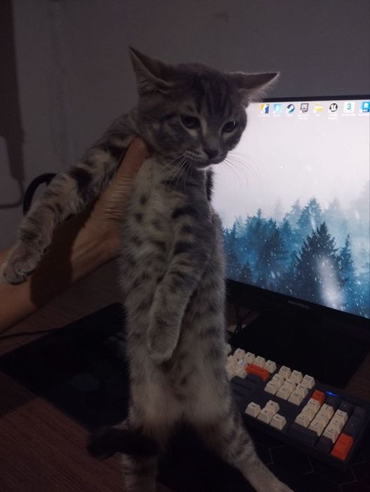 Zotli sibir mushugi 4 oylik