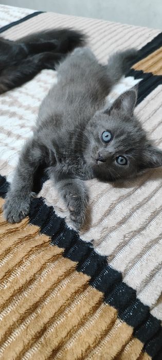 отдам котенка даром