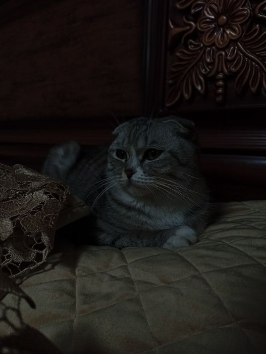 Шотландская веслоухая