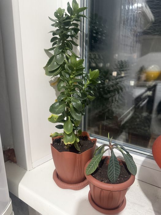 Продам фикус домашнее растение