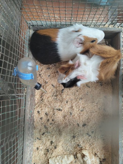 Морские свинки , самка самец