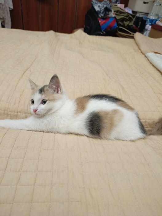 Котёнок в хорошие руки