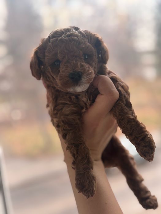 Пудел Той- женски