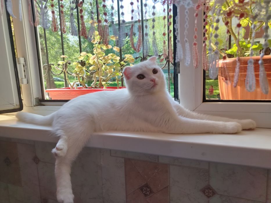 Ищем кота на вязку