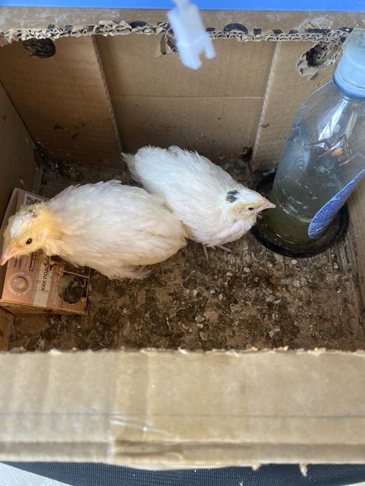 Птенцы перепелки