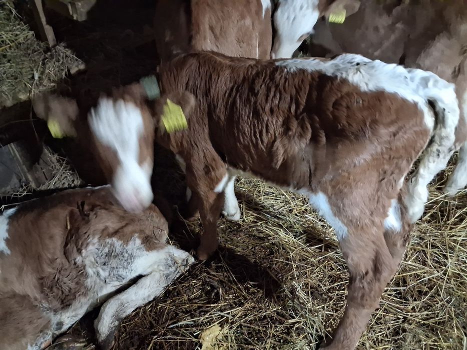 Vand vaci baltata romanesc