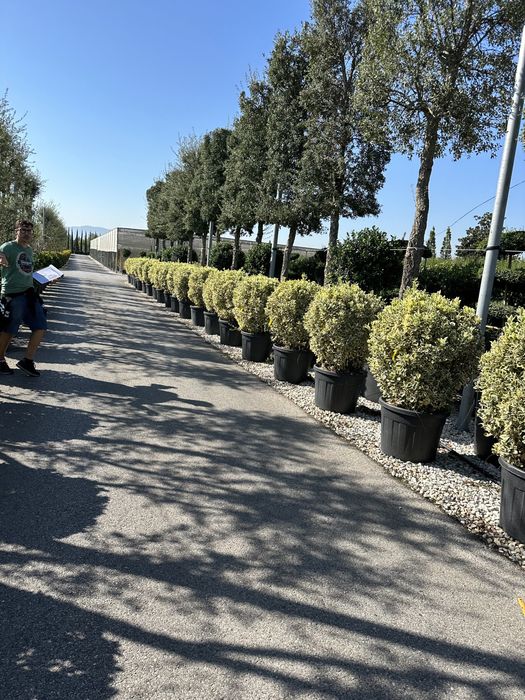 Tuia ornamentala
