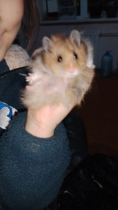 Qoʻlga oʻrgangan, tishlamaydigan hamyak sotiladii