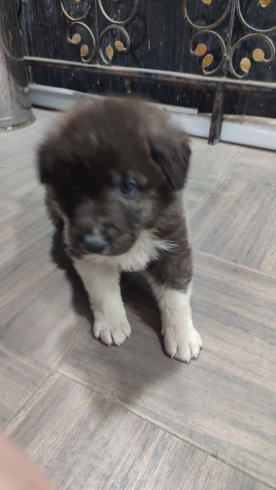 Продается ковказский алабай