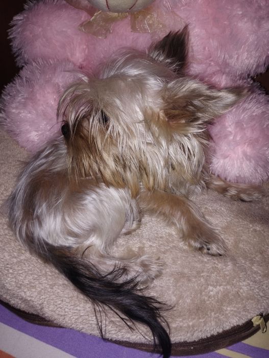 Yorkshire terrier fetița