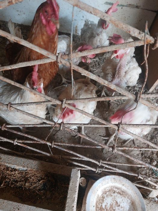 Toviqlar 11 ta xo'roz 1 ta   xo'roz sotiladi