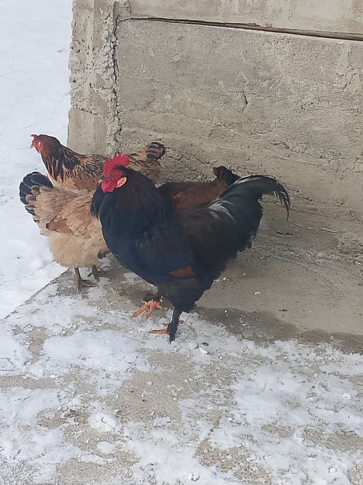 Продам 4 петухов