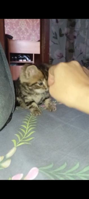 Шотланские 1, месяц  приучены.