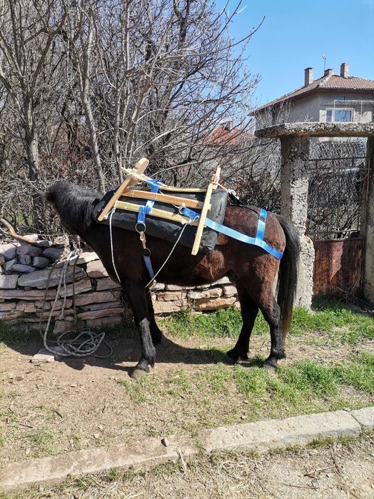 Продавам жребец 3год.